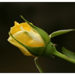 žlutá růže z Chrástu :-)