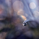 ...stratená v dave...