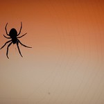 spider.. obnova netu po bouři..