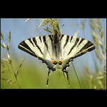 Otakárek ovocný...