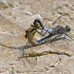 pásla koně na betóně ... :)