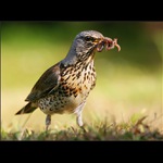 Kvíčala s večeří