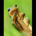 Premiérová rosnička