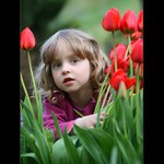 Co se skrývá za tulipány?