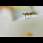 Hrátky s bublifukem