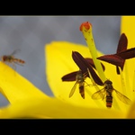 ...Ze života hmyzu...