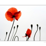 ...makoviny na druhou...