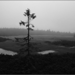 Černohorské rašeliniště