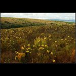 kvetoucí, voňavá, daleká...