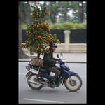 Strejda s pomerančovníkem