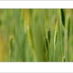 polná abstrakcia...