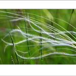 lesná abstrakcia X...