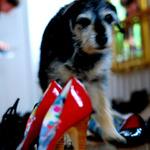 pes Imeldy Marcosovy