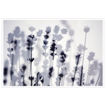 Co se děje v levanduli ?