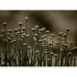 Jen takový normální kytky