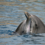 láska nad hladinou ...