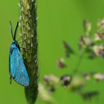 zelenáček šťovíkový