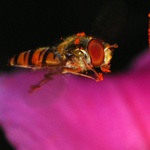 přistávací manévr