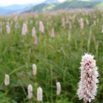 Slovenský Chleb narůžovo