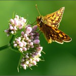 motýl...