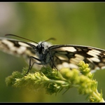 Očkáň od Váhu...