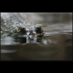 Pohled predátora II.