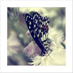 *** Krása motýlích křídel ***