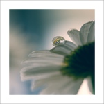 *** Kopretinovka ***