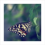 *** Krása motýlích křídel III. ***