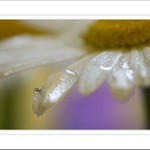 *** Kopretinovka III. ***