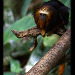 ... Na číhané ...