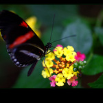 ... to je ale dobrota ...