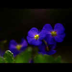 *** TROCHA MODŘI ***