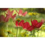 ***TULIPÁNOVÉ RÁNO***