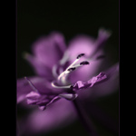 ***ROZTANČENÁ SUKÝNKA***