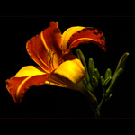 ***DVOUBAREVNÁ LILIE***