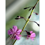 ***KDO SI POČKÁ, TEN SE DOČKÁ***