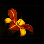 ***MOTÝLÍ LILIE***