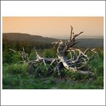 Na svazích Pancíře....