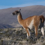 La Reina de Patagonia