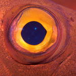 Fish-eye
