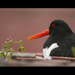 Ústřičník velký