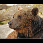 Medveď hnedý