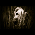 Stejně jsem tě našla..