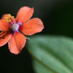 Zdenkám k svátku...