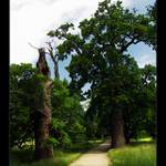 3 veteráni a trpaslíčci...