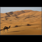 /// Zpěvák z pouště ///