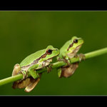 Polanecké rosničky