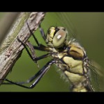 Vážka černořitná (Orthetrum cancellatum)
