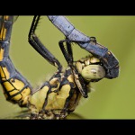  Orthetrum cancellatum